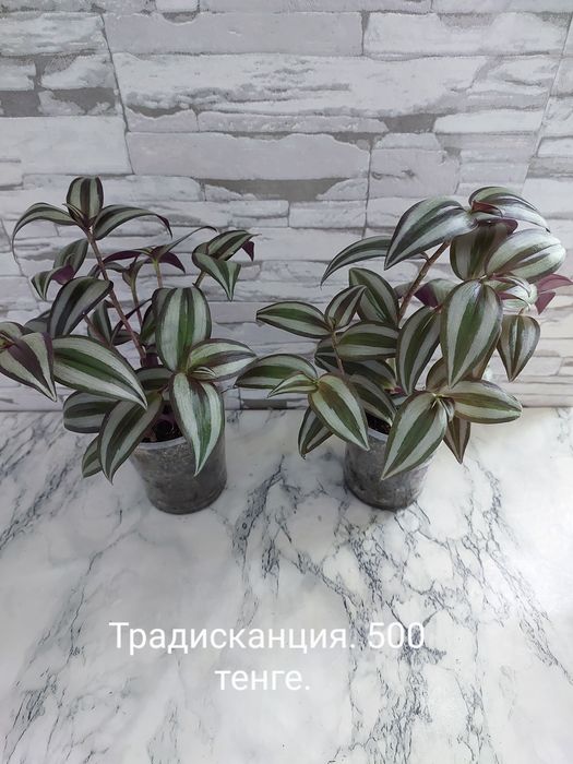 Домашние растения.