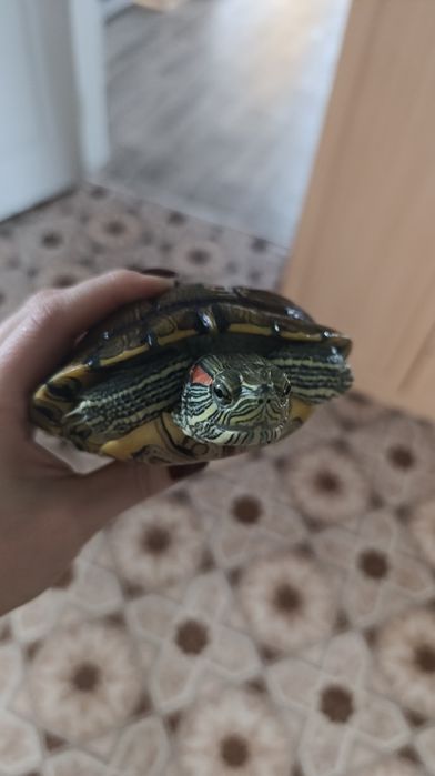 Продам черепаху с оборудованием