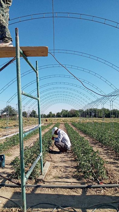 Парник 3 сут сотилади