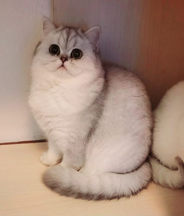 Котята Британской Серебристой Шиншиллы