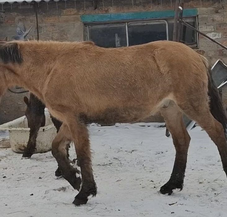 Тайдан құнан шығар сатылады