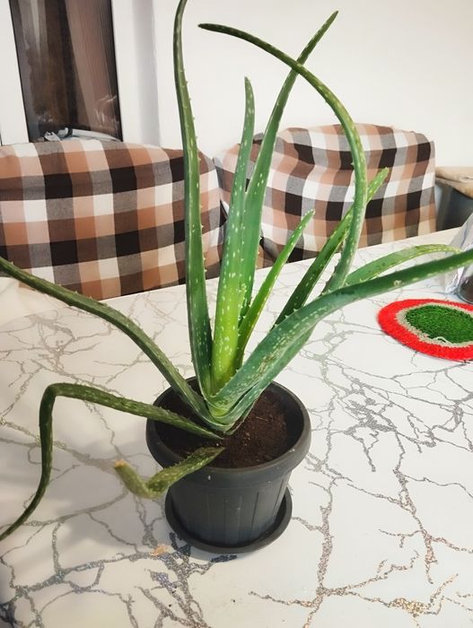 Алоэ цветы/гүлдер