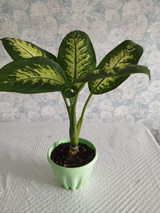 Продам диффенбахия