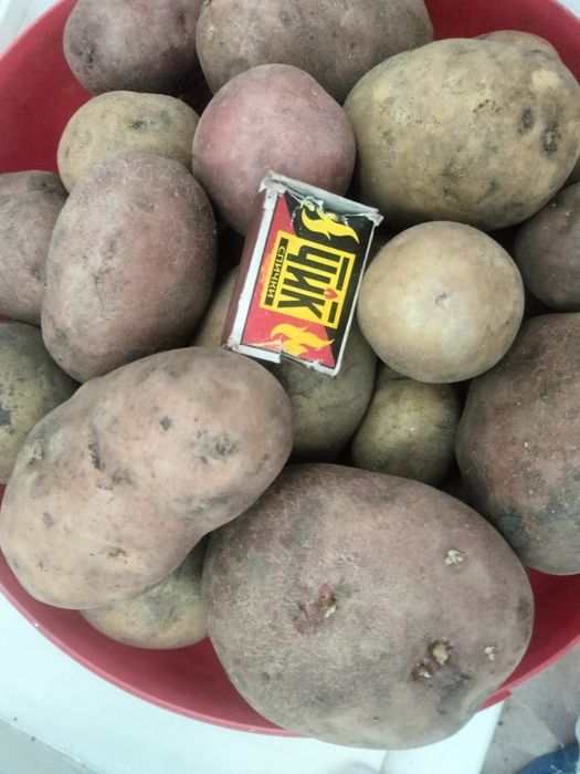 Картошка домашняя