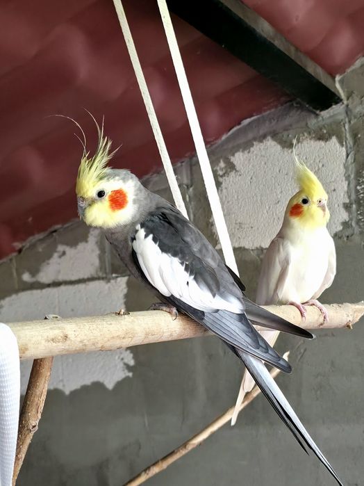 Ръчно хранени корели