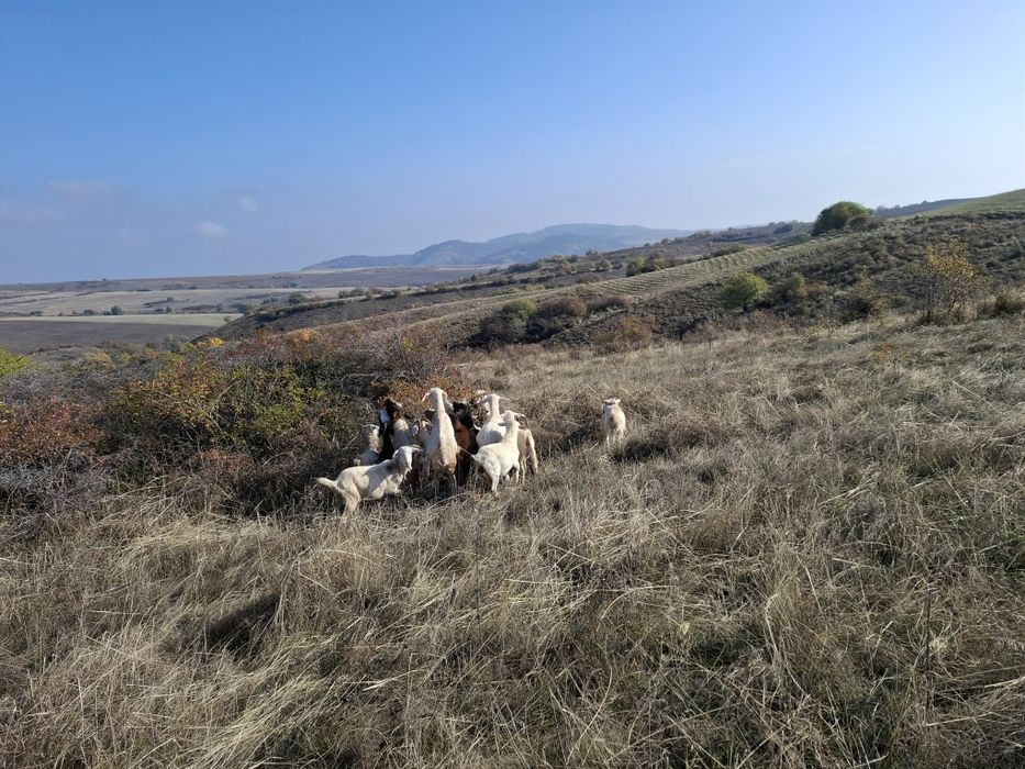 Натурално козе мляко