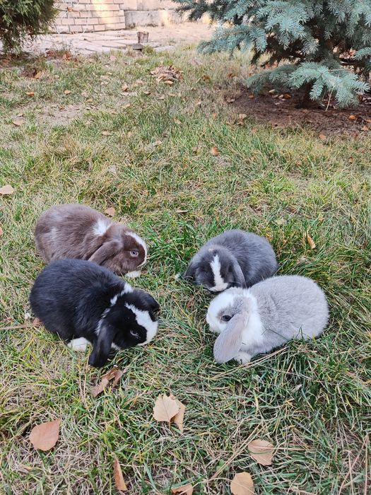 Карликовый кролики