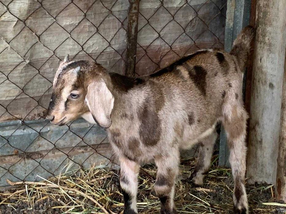 Англонубийские чистокровные козлики 2 месяца