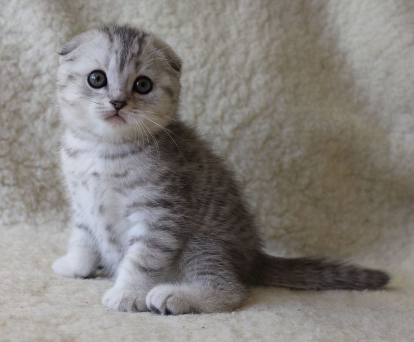 Милые котята фолды