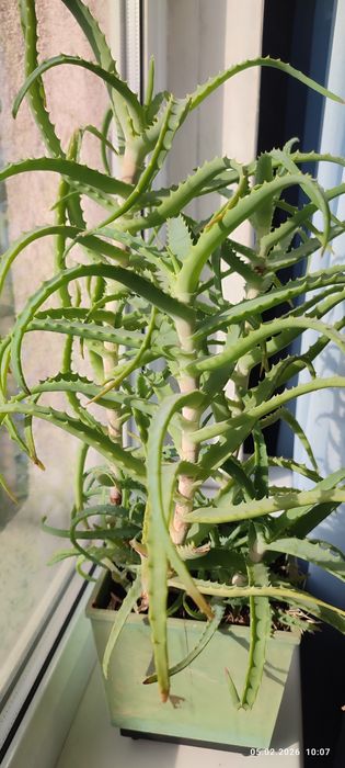 Продам алое древовидное для срезки на лекарство