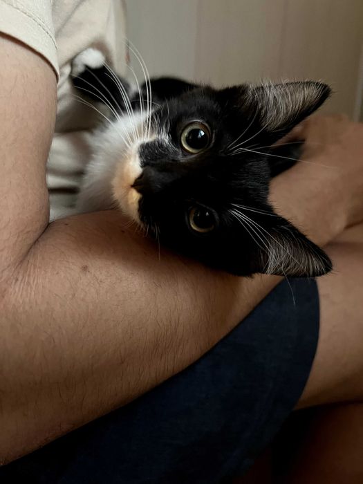 Котенок-девочка в добрые руки