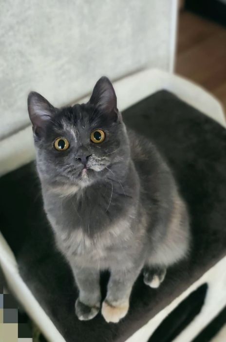 Кошечка в добрые руки