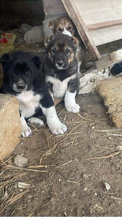 Алабай күшіктер сатылады