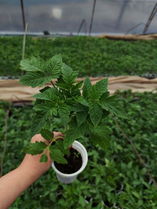 Продавам разсад за пикиране и изнасяне