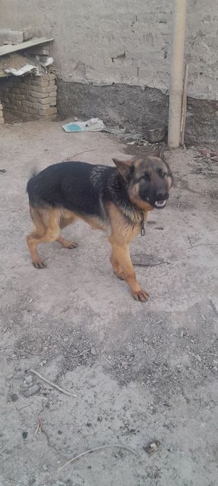 8 oyliq kushik aqilli adamga sakirmidi