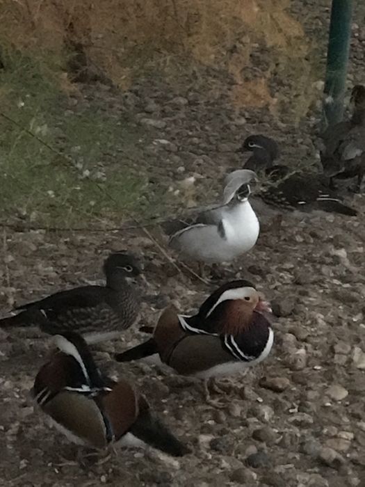 Rate exotice de vanzare