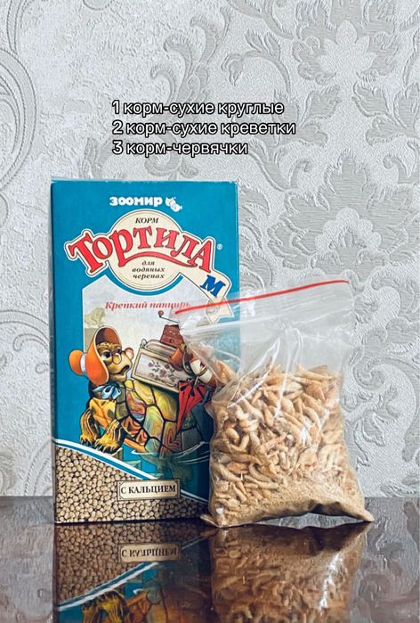 Черепахи, 3 шт, Алматы