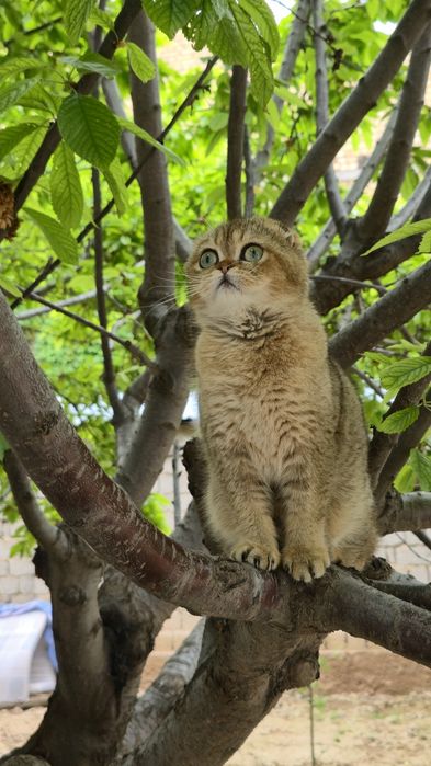 Skotish fold shinshilla
