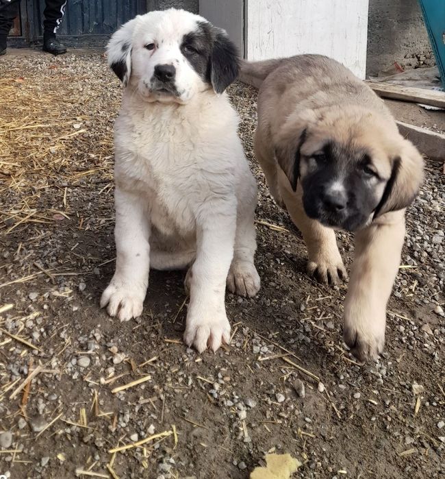 Alabay bolasi sotiladi