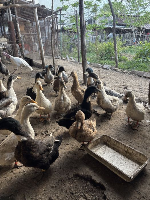 Продам инкубационные утиные яйца