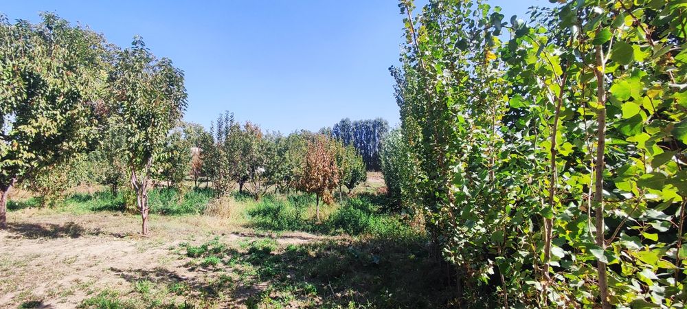 Сотилади Янгийул Навои (Бузсув) 27 сот