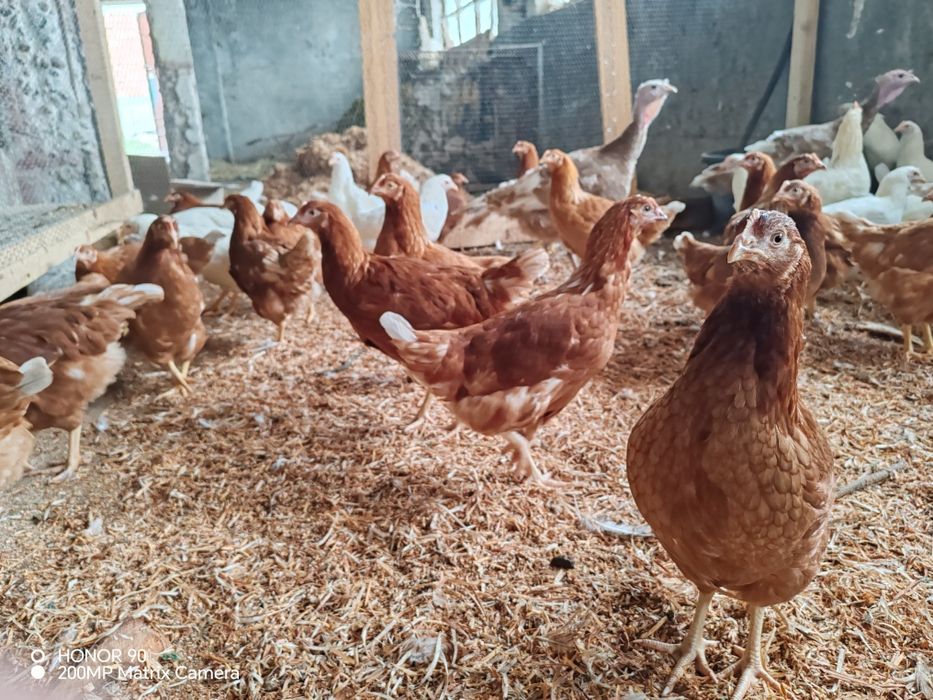 Ярки  Ломан Браун