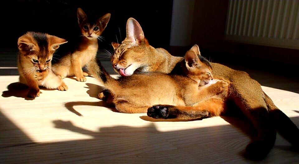 Абиссинские котята фото цена Абиссинские котята фото цена