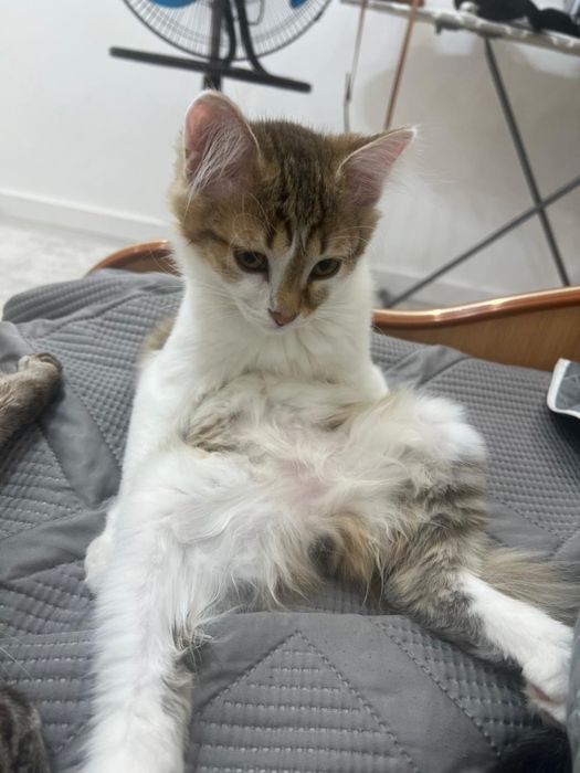 Котятам и кошке нужен дом.