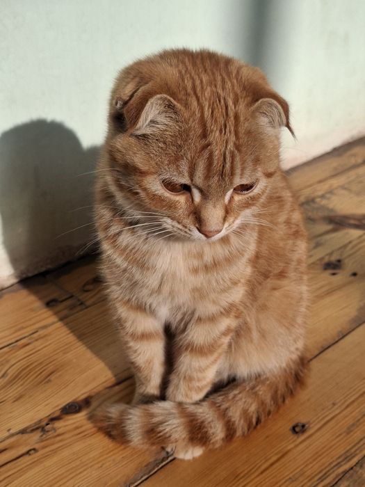 Skotish fold mushukchasi dokumenti bor emlatilgan!