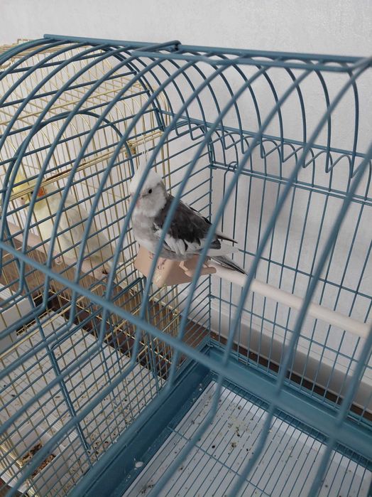 Продам попугай карелла