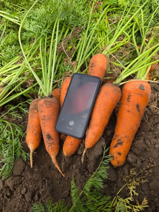 Продажа картофеля сорта Гала и Коломбо