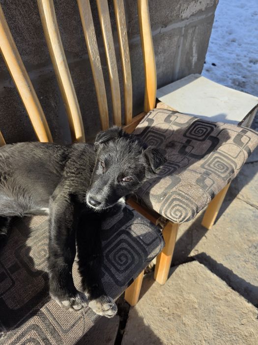 Отдаем щинка в добрые руки