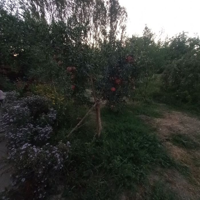 Уй сотилади Ободон махалласи