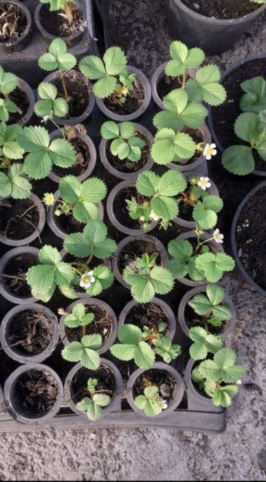 Разсад ягоди сорт Дели