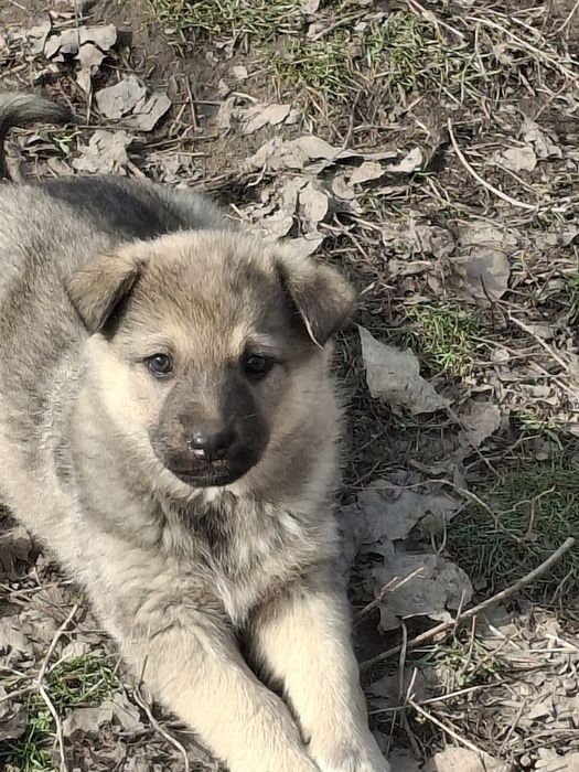 Щенята в надежные руки.