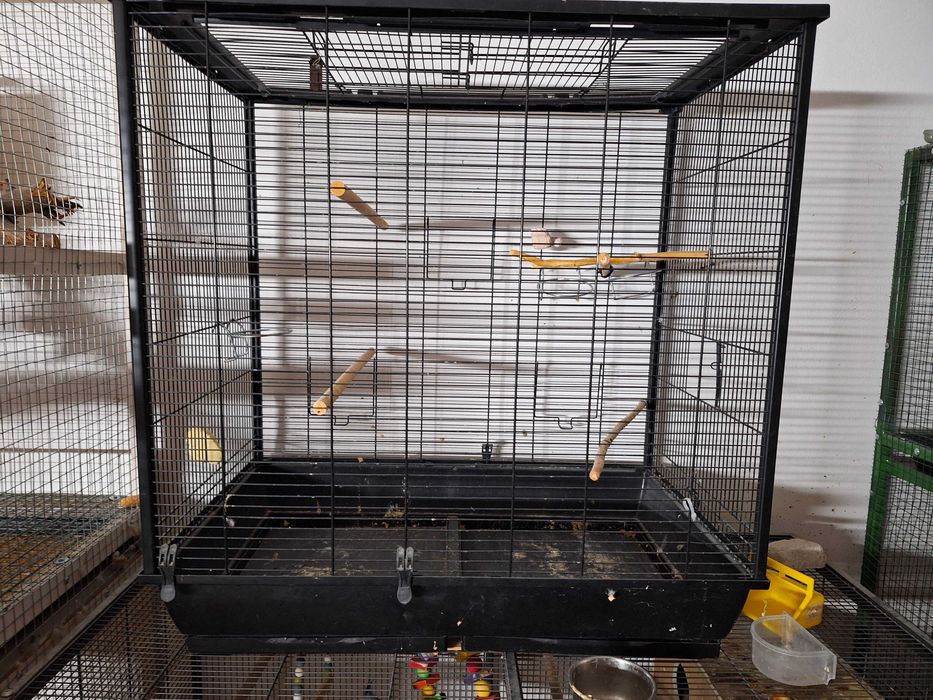 Papagali micul Alexander