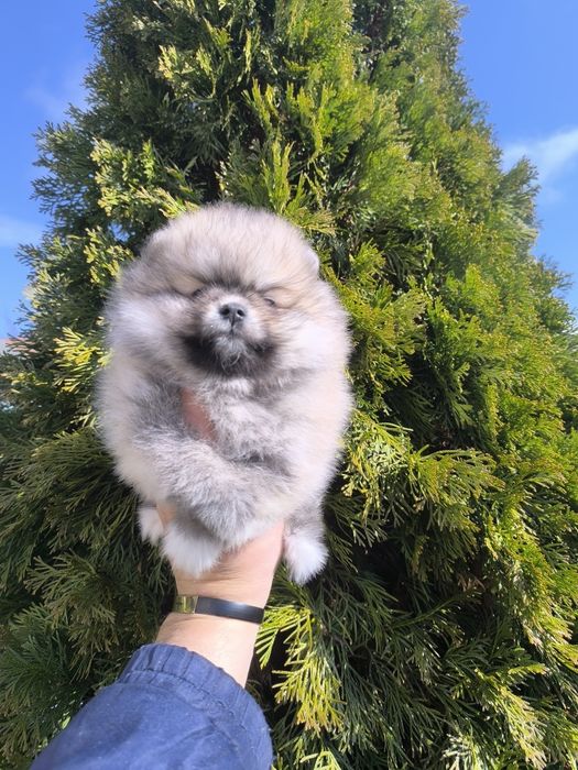 Померанчета мини,мини