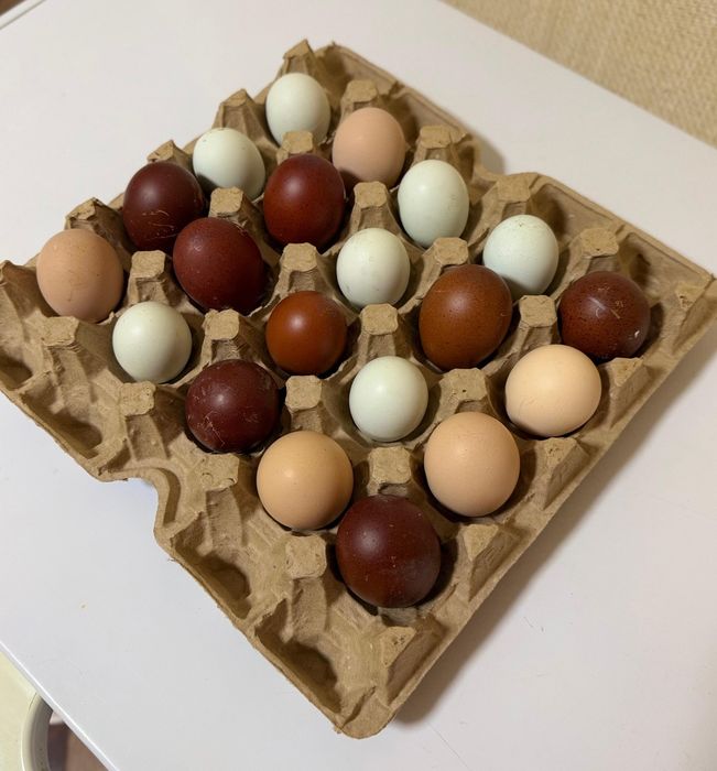 Инкубационное яйцо