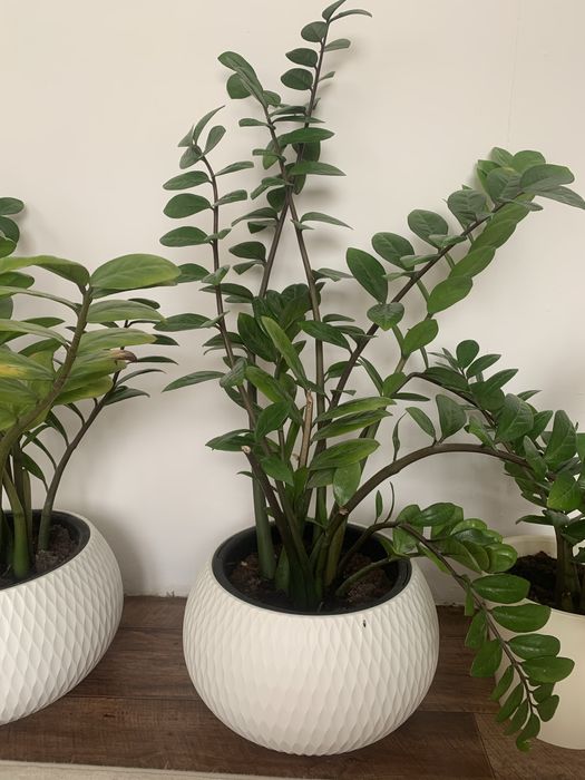 Комнатные цветы фикус замиокулькас