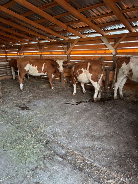 Animale vaci de vânzare județ Timiș