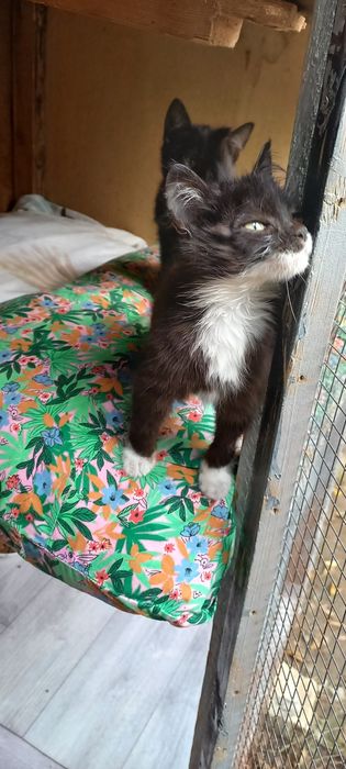 Котята ищут дом.
