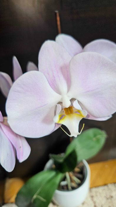 Продавам цветя от личната си колекция