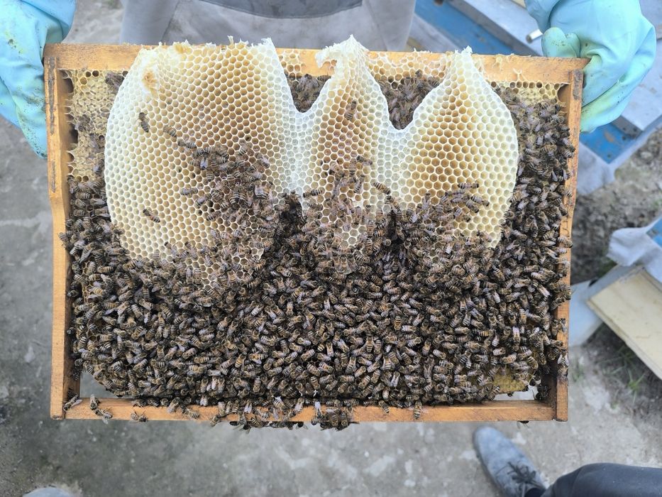 Табиий Асал , Тоғ Асал, тоза Асал, мёд, zomin asali, ishonchli asal