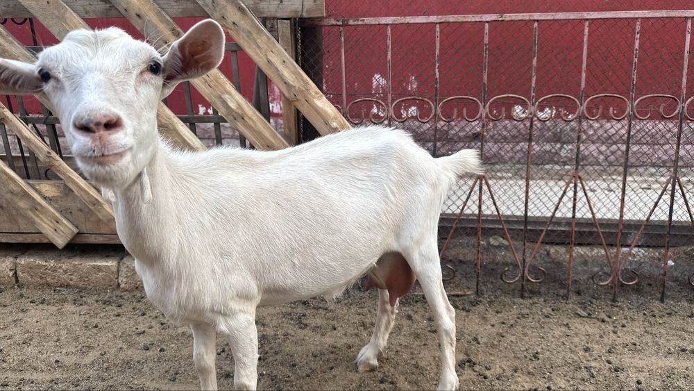 Заненский ешкілер, лағымен бірге сатылады