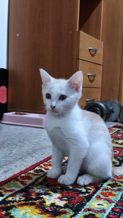 Котенок в добрые руки