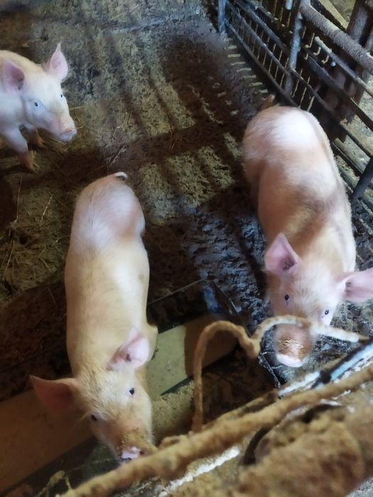 Продаются поросята разного возраста все вопросы по телефону