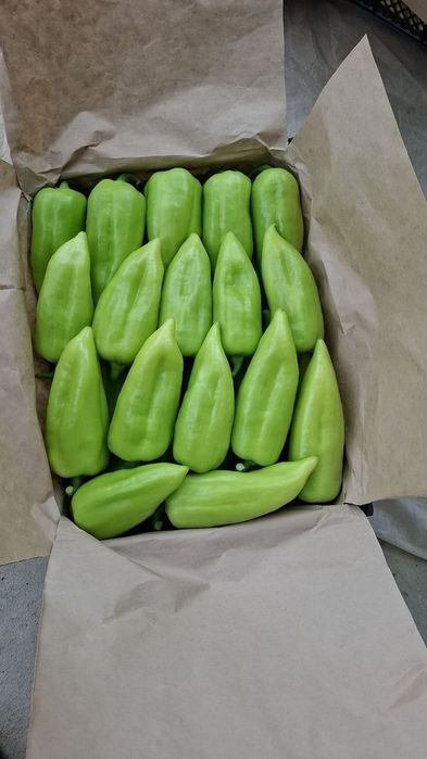 Перец сладкий болгарский оптом