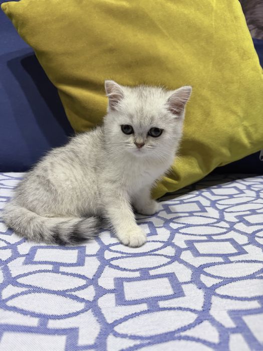 Шотланский Скоттиш Страйт !
