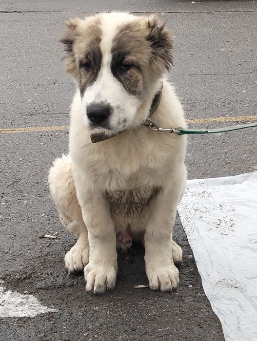 Осы кушик сатылады