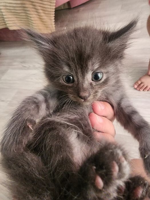 Отдам котят в добрые руки
